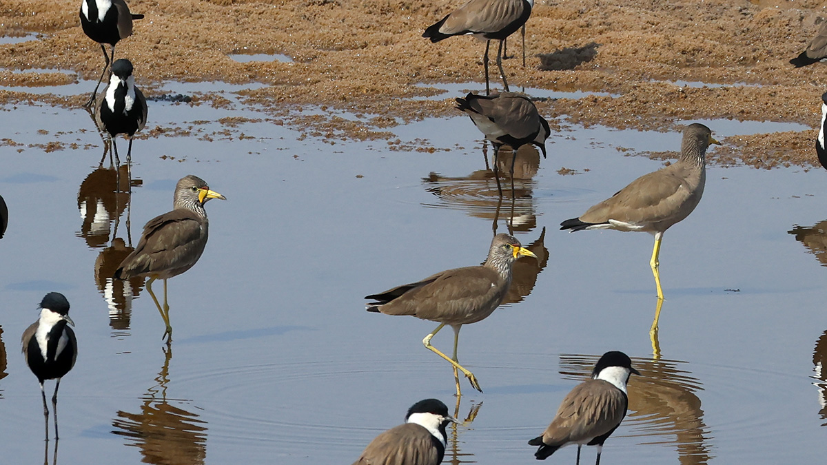 Spur-winged Lapwings en African Wattled Lapwings